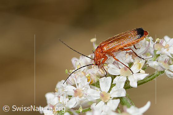 Foto: Rotgelber Weichkäfer (Rhagonycha fulva) auf Wilder Möhre (Daucus carota ssp. carota). Länge 10mm. Ansicht von der Seite.