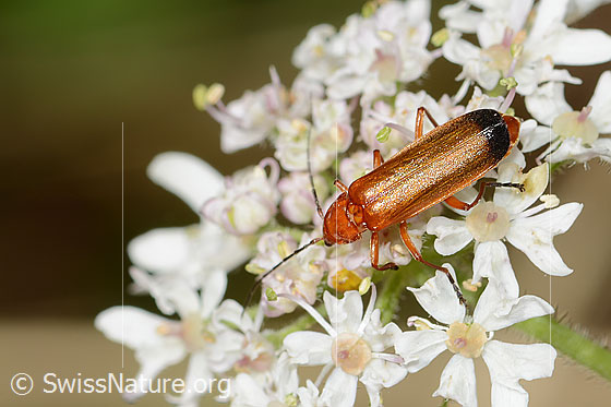 Photo: Rhagonycha fulva on Daucus carota ssp. Carota. Length 10mm. View from above.