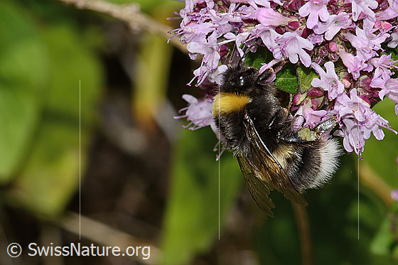 Foto: Dunkle Erdhummel (Bombus terrestris) auf Echtem Dost (Origanum vulgare). Länge 22mm. Königin. Ansicht von schräg oben.