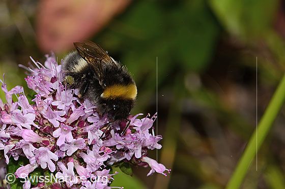 Foto: Dunkle Erdhummel (Bombus terrestris) auf Echtem Dost (Origanum vulgare). Länge 22mm. Königin. Ansicht von schräg vorne.