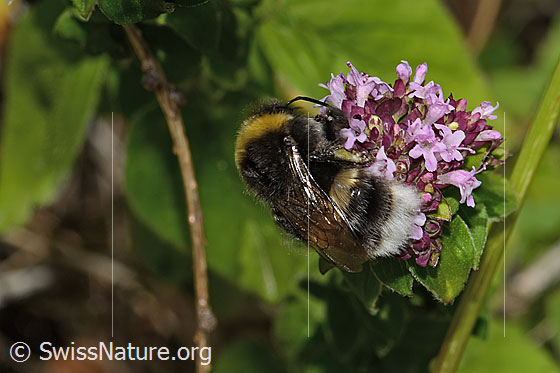 Foto: Dunkle Erdhummel (Bombus terrestris) auf Echtem Dost (Origanum vulgare). Länge 22mm. Königin. Ansicht von oben.