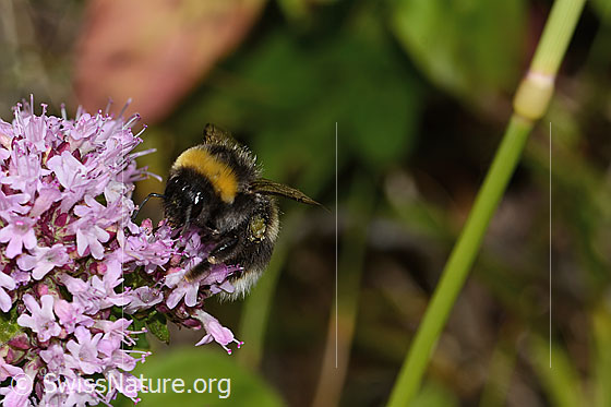 Foto: Dunkle Erdhummel (Bombus terrestris) auf Echtem Dost (Origanum vulgare). Länge 22mm. Königin. Ansicht von oben.