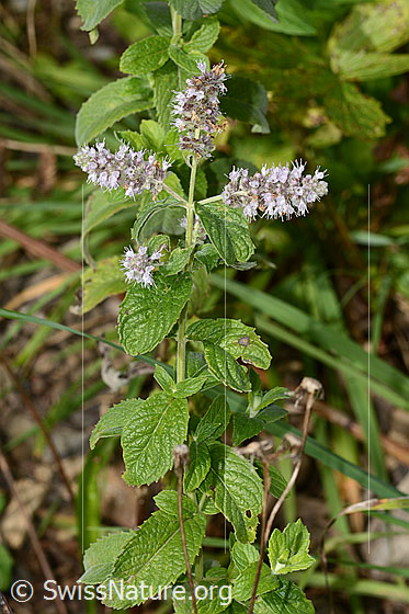 Foto: Rossminze (Mentha longifolia). Ganze Pflanze (Habitus).