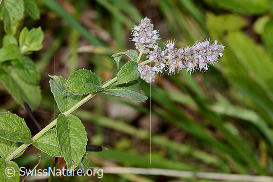 Rossminze (Mentha longifolia)