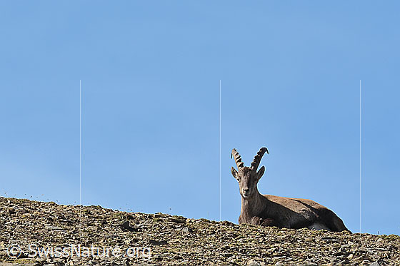 Foto: Alpensteinbock (Capra ibex). Der Steinbock ruht sich auf Boden mit wenig Vegetation aus.