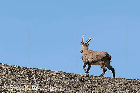 Foto: Alpensteinbock (Capra ibex). Der Steinbock läuft auf Boden mit wenig Vegetation.