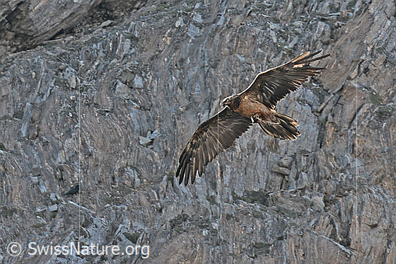 Foto: Vor Felswand vorbei fliegender Bartgeier (Gypaetus barbatus). Mit den Krallen hält der Bartgeier (Gypaetus barbatus) einen Knochen fest. Ansicht von vorne unten.