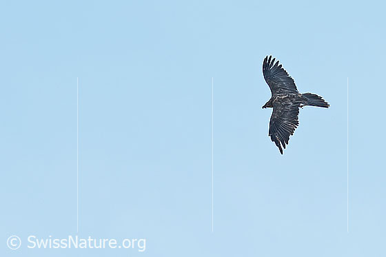 Foto: Kreisender Bartgeier (Gypaetus barbatus). Ansicht von seitlich oben.