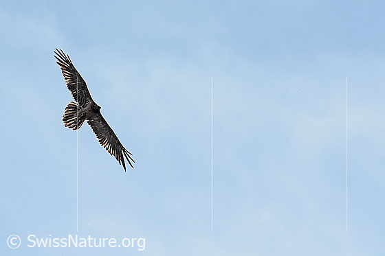 Foto: Kreisender Bartgeier (Gypaetus barbatus). Ansicht von seitlich unten.