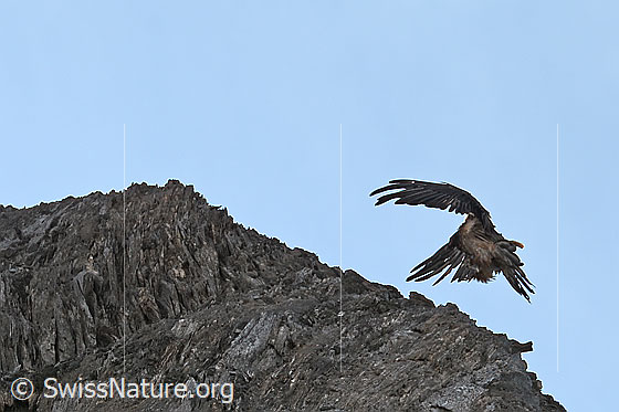 Foto: Bartgeier (Gypaetus barbatus) im Anflug auf Felsvorsprung.