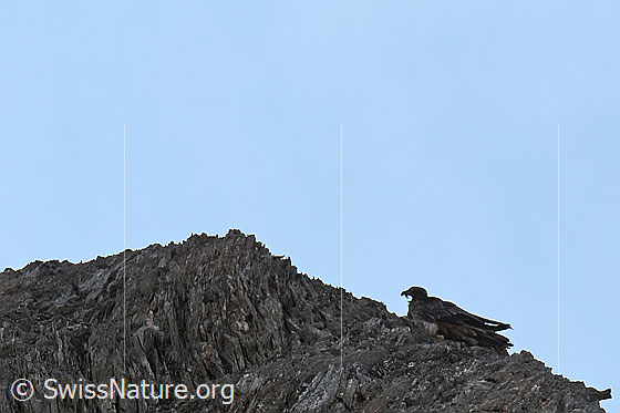 Foto: Bartgeier (Gypaetus barbatus) ruht sich auf Felsvorsprung aus.
