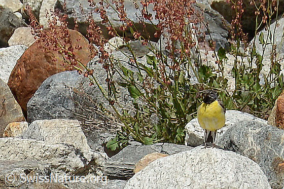 Foto: Gebirgsstelze (Motacilla cinerea). Männchen. Wird auch Bergstelze genannt. Ansicht von vorne.