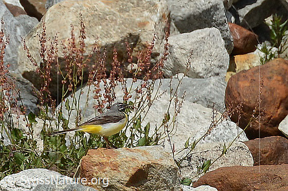 Foto: Gebirgsstelze (Motacilla cinerea). Männchen. Ansicht von der Seite.
