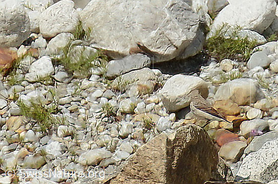 Foto: Wahrscheinlich junge Bachstelze (Motacilla alba). Ansicht von der Seite.