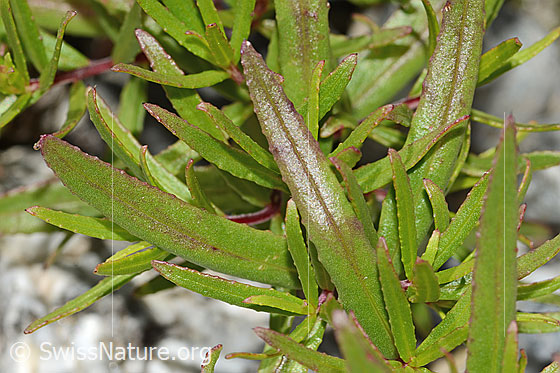 Foto: Fleischers Weidenröschen (Epilobium fleischeri). Blätter.