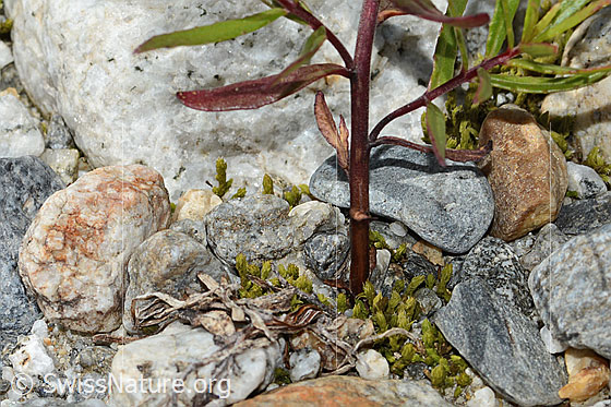 Foto: Fleischers Weidenröschen (Epilobium fleischeri). Stängel unten.