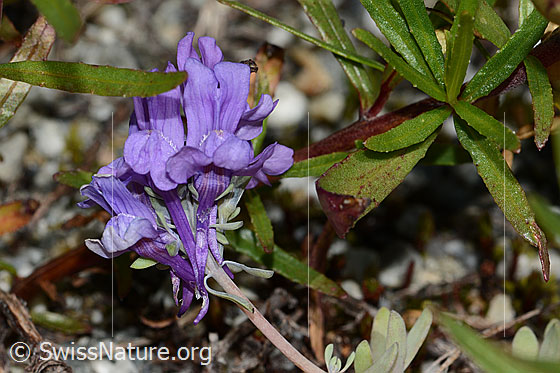Foto: Alpen-Leinkraut (Linaria alpina). Blüten und Stängel.
