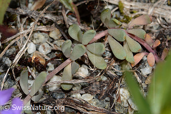 Foto: Alpen-Leinkraut (Linaria alpina). Stängel und Blätter.