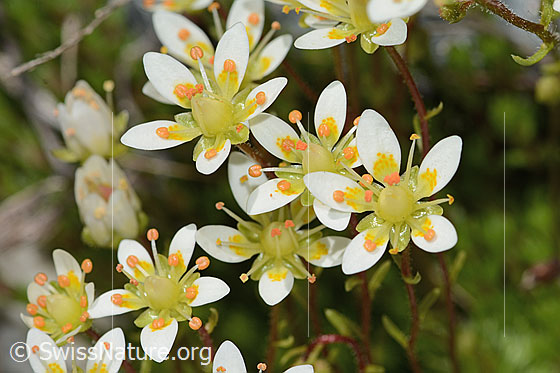 Foto: Moosartiger Steinbrech (Saxifraga bryoides). Blüten.