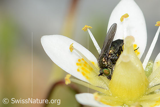 Photo: Probably Long-legged fly of the genus Tachytrechus on Saxifraga bryoides. Length 5mm. View from side front.
