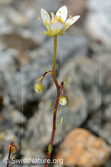 Foto: Moosartiger Steinbrech (Saxifraga bryoides). Stängel und Blüte.