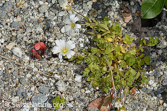 Foto: Einblütiges Hornkraut (Cerastium uniflorum). Ganze Pflanze (Habitus).