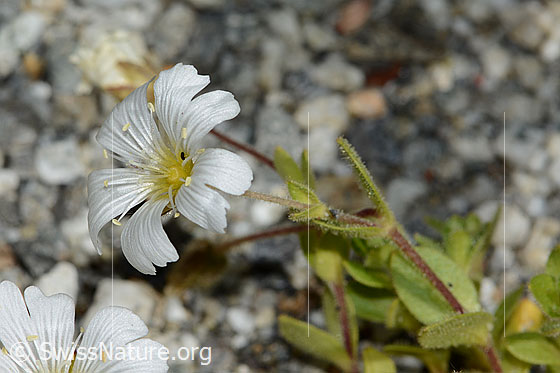 Photo: Cerastium uniflorum. Blossom and stem.