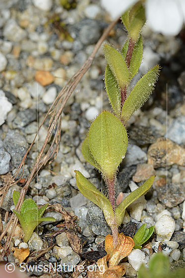 Foto: Einblütiges Hornkraut (Cerastium uniflorum). Stängel und Blätter. Blattunterseite.