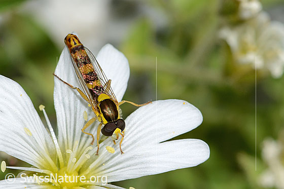 Foto: Gewöhnliche Langbauchschwebfliege (Sphaerophoria scripta) auf Einblütigem Hornkraut (Cerastium uniflorum). Ansicht von vorne oben.