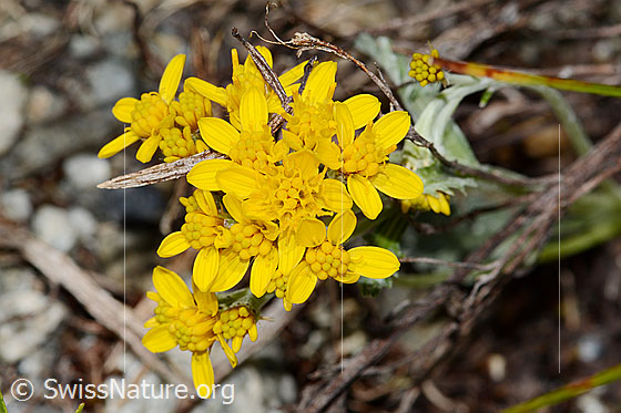 Foto: Graues Greiskraut (Senecio incanus). Blüten. Ansicht von oben.