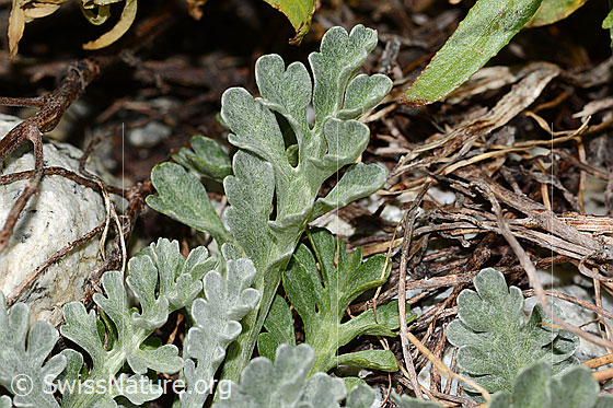 Foto: Graues Greiskraut (Senecio incanus). Blätter.