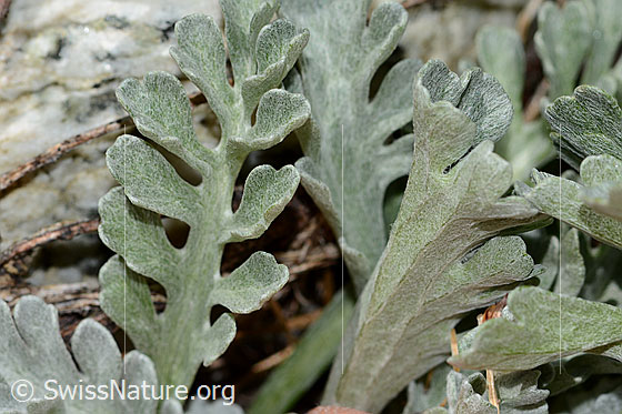 Foto: Graues Greiskraut (Senecio incanus). Blätter.