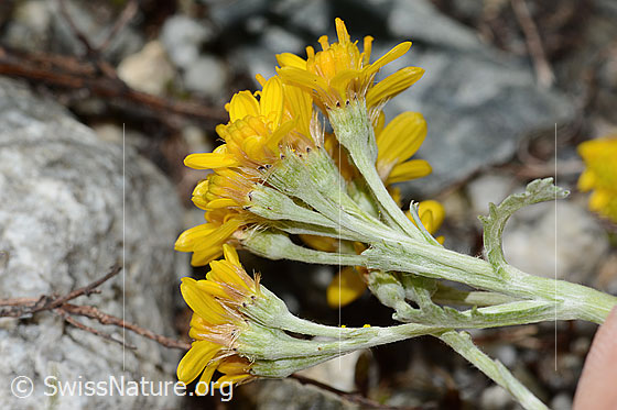 Foto: Graues Greiskraut (Senecio incanus). Blüten. Ansicht von der Seite.
