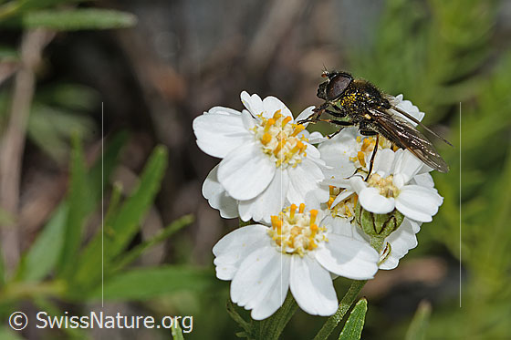 Foto: Wahrscheinlich Korbblütler-Erzschwebfliege (Cheilosia canicularis) auf Moschus-Schafgarbe (Achillea erba-rotta ssp. moschata). Länge 12mm. Männchen. Ansicht von der Seite.