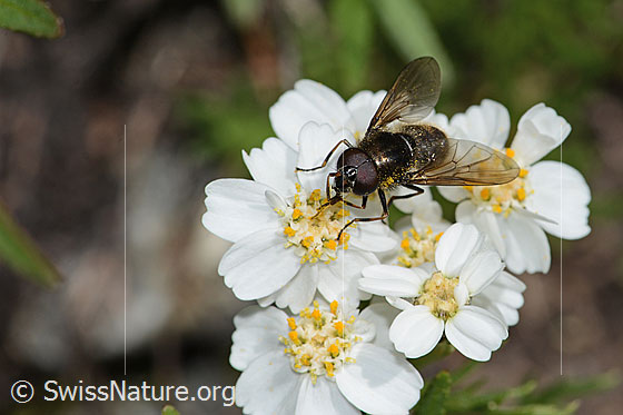 Photo: Probably Cheilosia canicularis auf Moschus-Schafgarbe (Achillea erba-rotta ssp. moschata). Length 12mm. Male. View from the front top side.