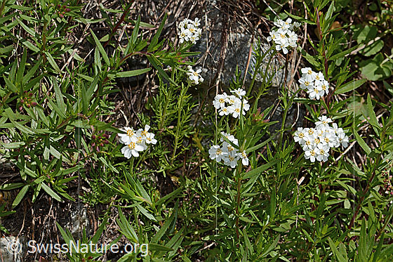 Photo: Achillea erba-rotta ssp. Moschata. Whole plant (habiti).