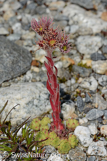 Foto: Berg-Hauswurz (Sempervivum montanum). Ganze Pflanze (Habitus).