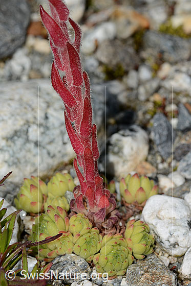 Photo: Sempervivum montanum. Stem and rosettes.