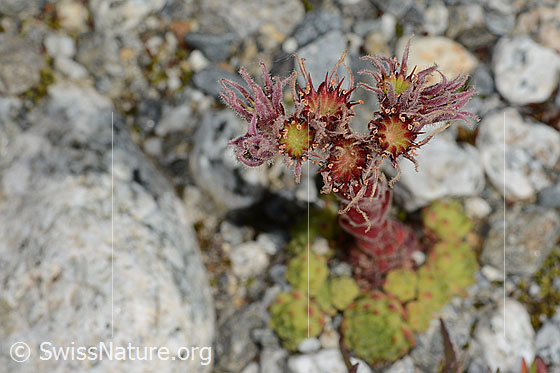 Foto: Berg-Hauswurz (Sempervivum montanum). Fast verblühte Blüten.