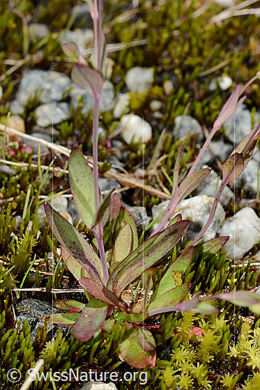 Foto: Felsen-Leimkraut (Silene rupestris). Blätter und Stängel.
