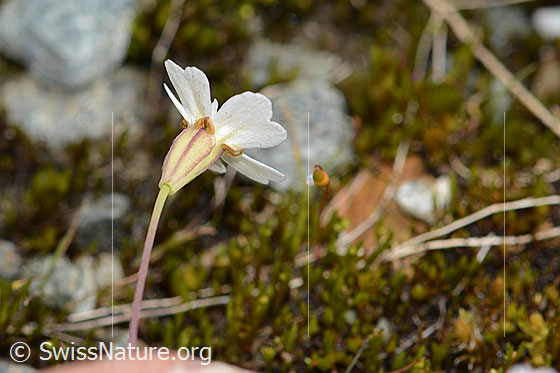 Foto: Felsen-Leimkraut (Silene rupestris). Blüte. Ansicht von unten.