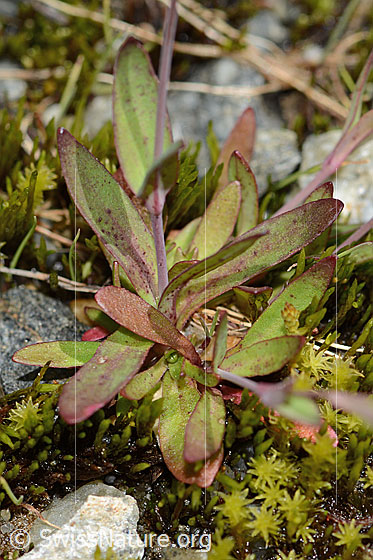 Foto: Felsen-Leimkraut (Silene rupestris). Blätter und Stängel.