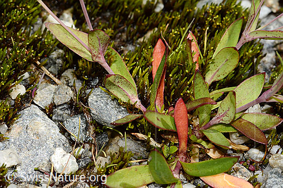 Foto: Felsen-Leimkraut (Silene rupestris). Blätter.
