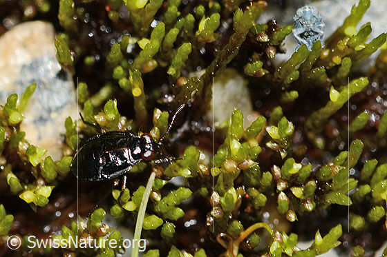 Photo: Probably Micracanthia fennica (Shore bug). Length 4mm.