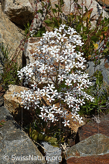 Photo: Saxifraga cotyledon. Whole plant (habiti).