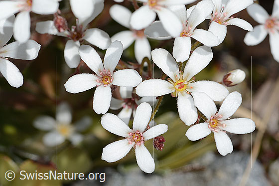 Photo: Saxifraga cotyledon. Blossoms.