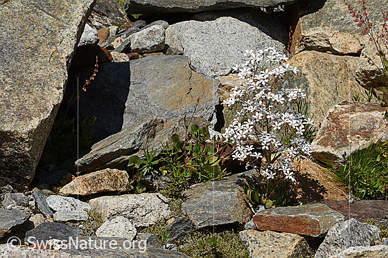 Photo: Saxifraga cotyledon. Whole plant (habit) in its environment.