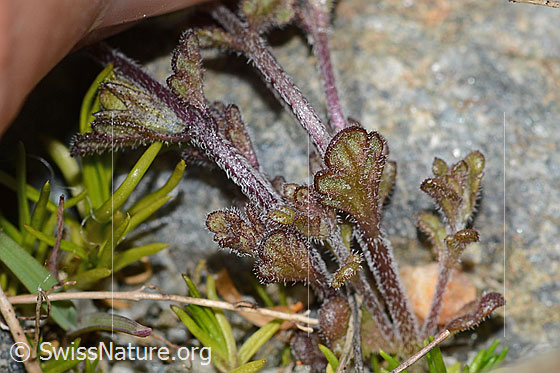 Foto: Zwerg-Augentrost (Euphrasia minima). Blattunterseite.
