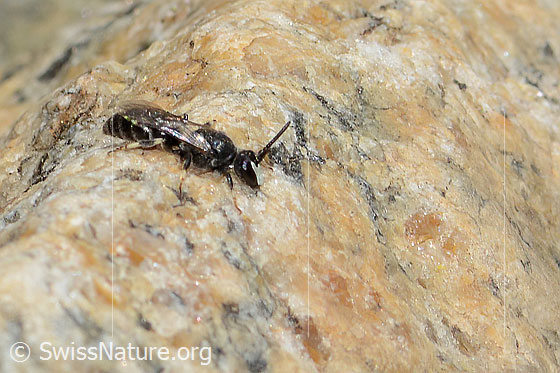 Foto: Verkannte Maskenbiene (Hylaeus confusus). Länge 7mm. Männchen. Ansicht von der Seite.