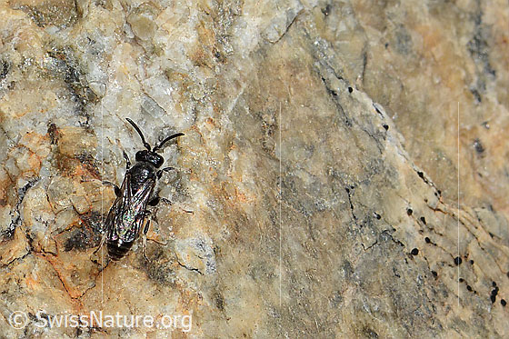 Foto: Verkannte Maskenbiene (Hylaeus confusus). Länge 7mm. Männchen. Ansicht von oben.